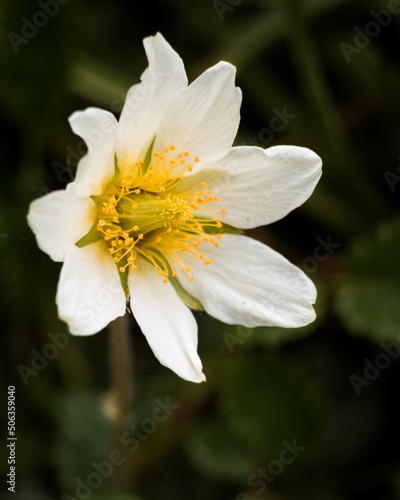 White dryas flower blooming