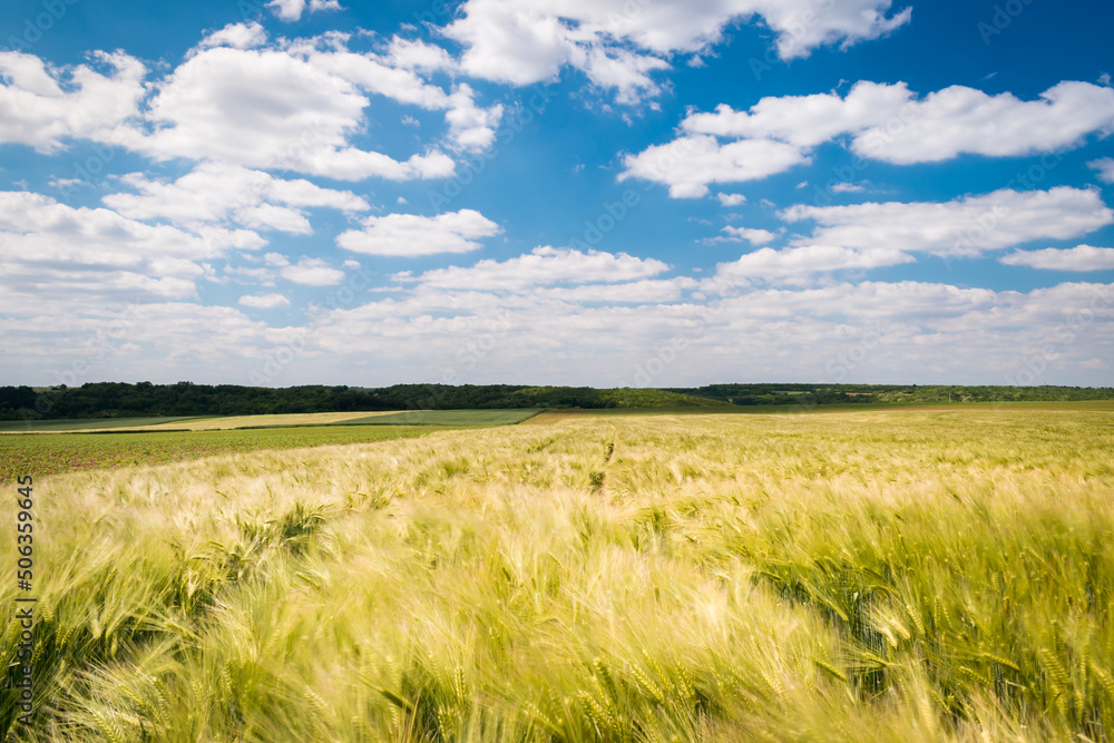 Green wheat field in the hungarian countryside Green wheat field in the hungarian countryside
