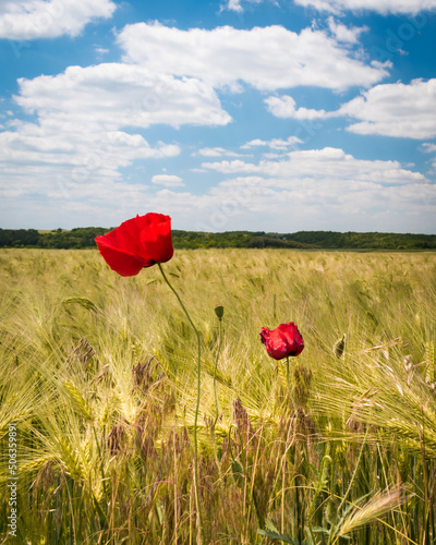 Green wheat field and poppy flowers in the hungarian countryside