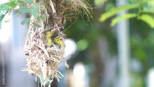 small bird feeding juveniles in the nest , purple sunbird feeding in the nest, The purple sunbird is a small bird in the sunbird family found mainly in South asia.