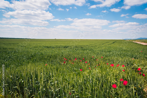 Green wheat field and poppy flowers in the hungarian countryside