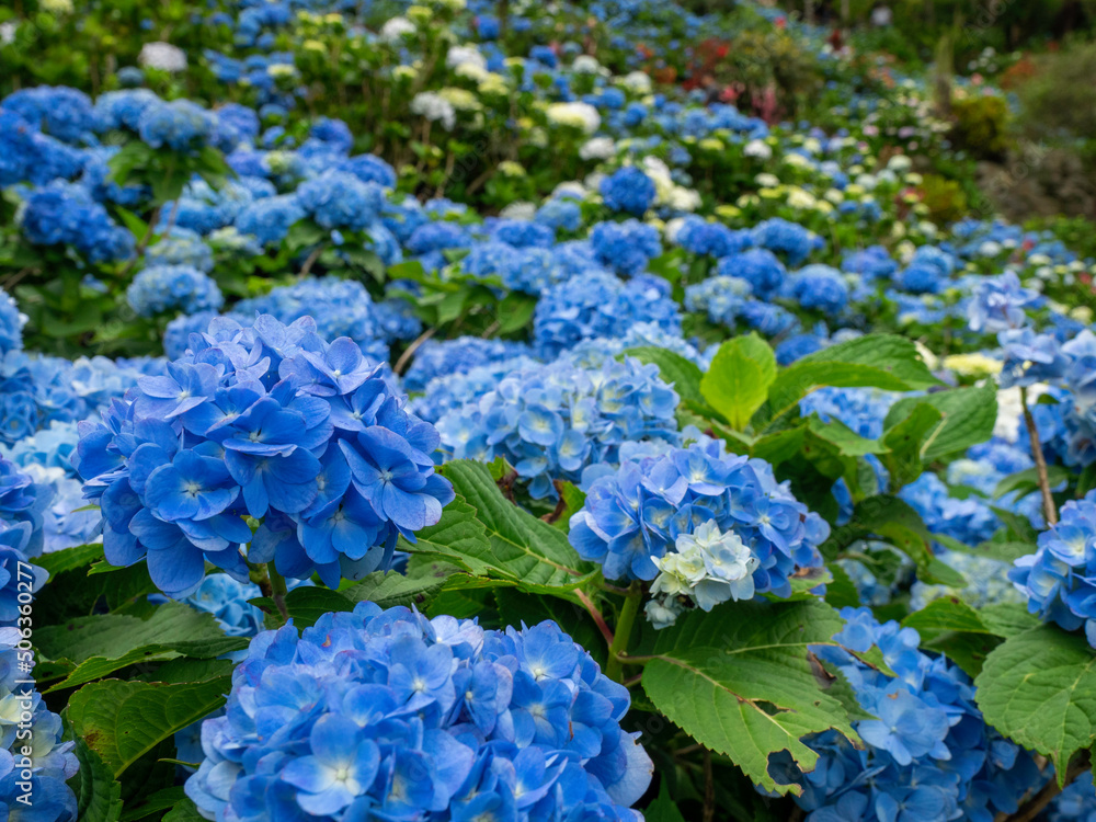 アジサイ
Hydrangeas bloom in Japan's rainy season.
