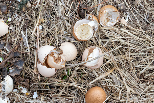 shell from broken eggs in dry grass