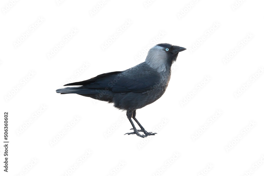 Ταπετσαρία Bird Jackdaw isolated on white background