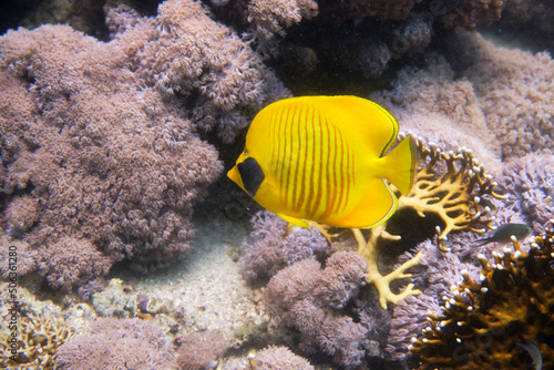 Fish, Shell, Coral Reef, Underwater World, Maritime, Red Sea, Egypt