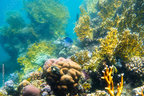 Fototapeta Naklejka Na Ścianę i Meble -  Fish, Shell, Coral Reef, Underwater World, Maritime, Red Sea, Egypt