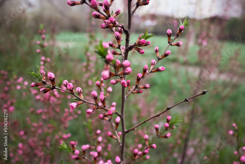 pink flowers in spring