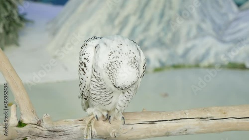Snowy owl close-up watch bird in cage photo