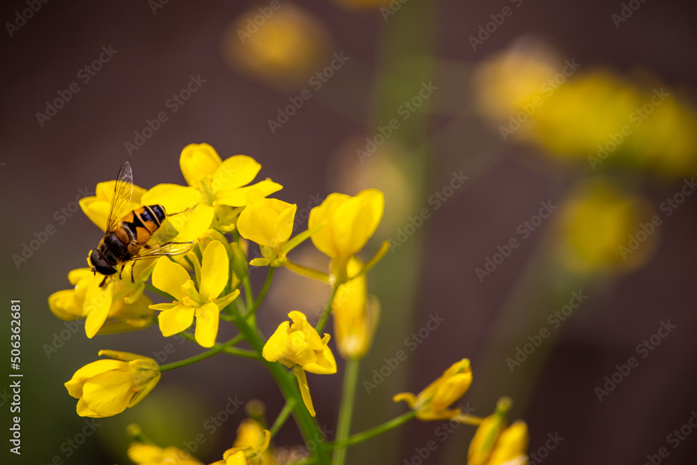 Flowers seen in Niigata Prefecture, Japan in early April
４月上旬に新潟で咲く花たち。