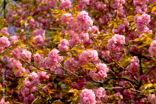 桜