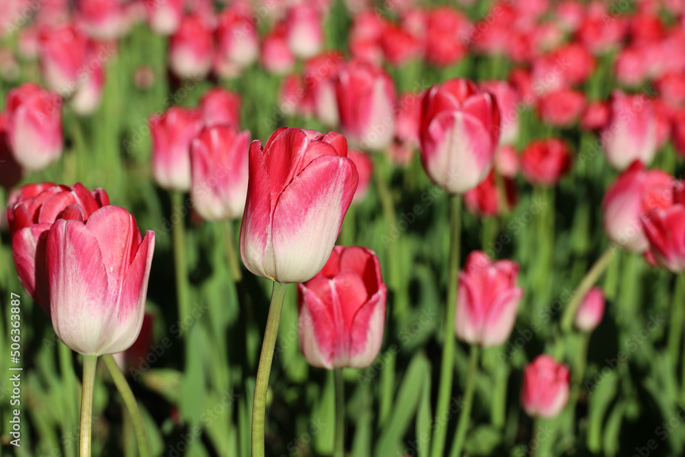 Red and pink tulip flowers, colorful spring background. Field of blooming tulips, selective focus