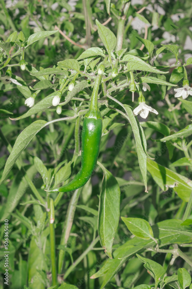 Bright red chilli peppers growing on a chilli pepper plant (Capsicum), Cape Town, Africa Bright red chilli peppers growing on a chilli pepper plant (Capsicum), Cape Town, Africa