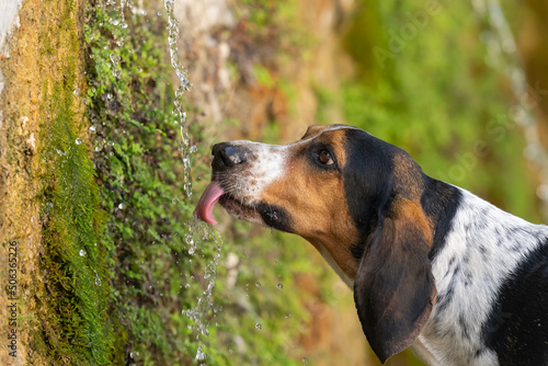 Dog drinking water from a fountain. Close up view. 