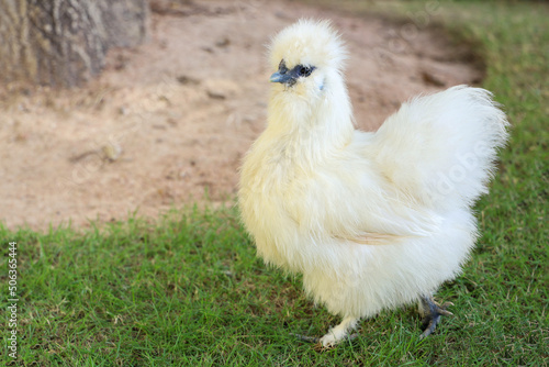 The Silkie hen is live in grass garden