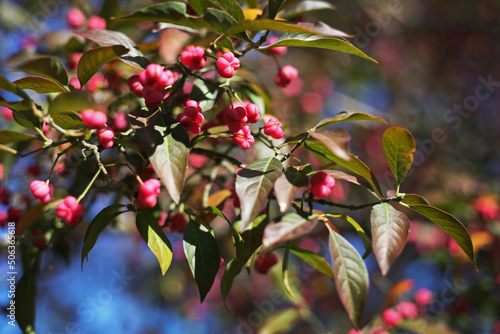 Spindle berry tree European spindle, Euonymus europaeus with close up seletive focus view