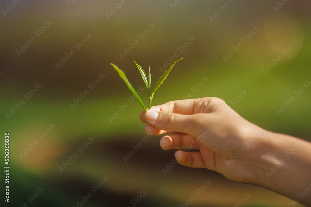 Hand holding fresh tea leaves in front of a blurred tea plantation. Fresh tea leaves in fingers over tea bushes on plantation. Hand holding fresh tea leaves in front of a blurred tea plantation. Fresh tea leaves in fingers over tea bushes on plantation.