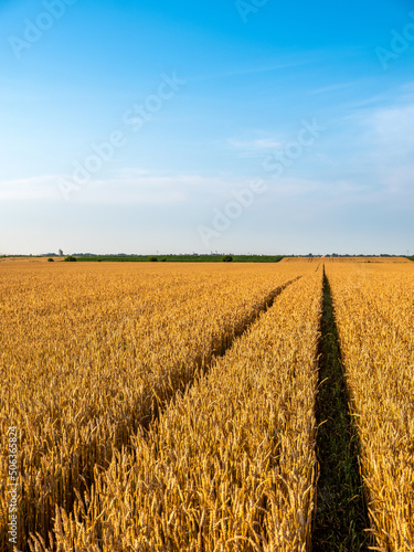 Golden ripe wheat field, agricultural landscape. © oticki