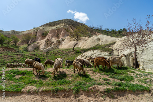 Herd of sheep next to the St.Stephen's church in the Monastery open air museum, Mustafapasa, Cappadoccia, Turkey