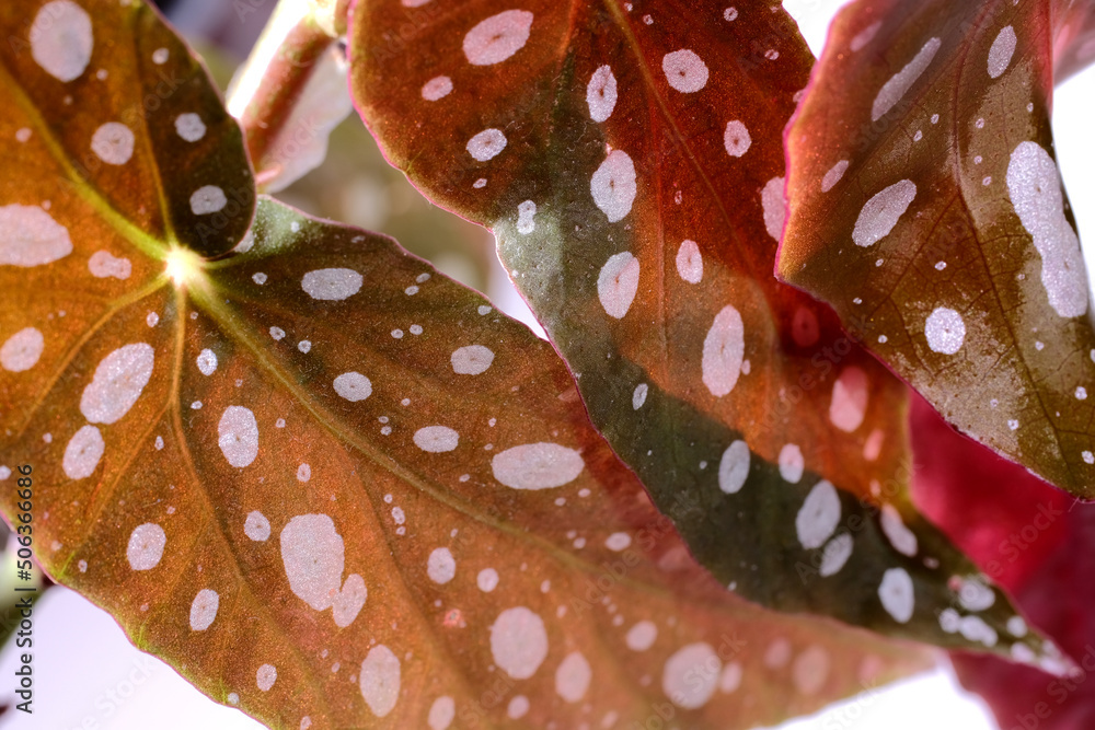 Begonia maculata plant on a white background. Trout begonia leaves with