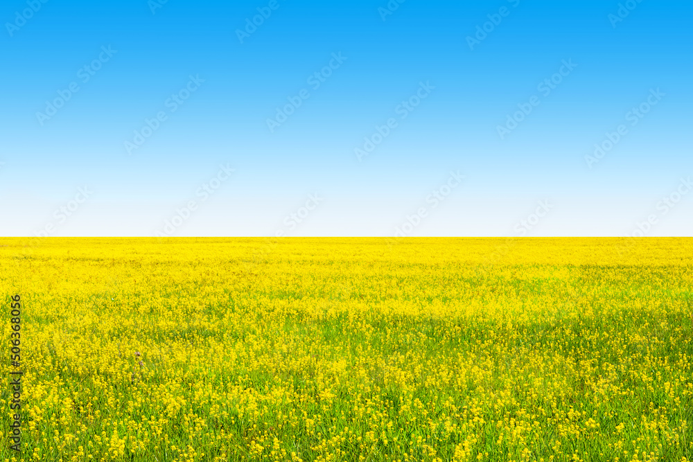 Yellow field rapeseed and clear blue sky