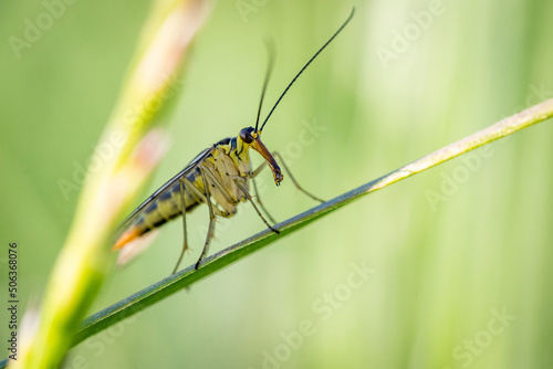Insecte au long nez dans les herbes photo