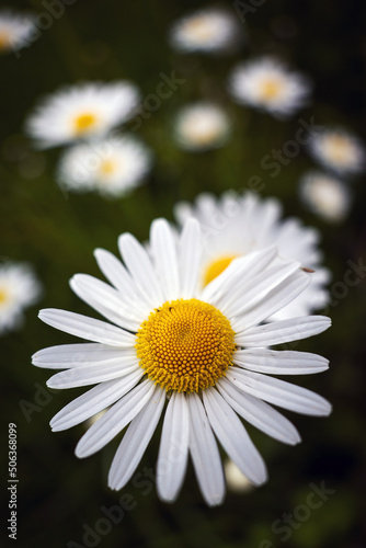 Marguerite dans les champs