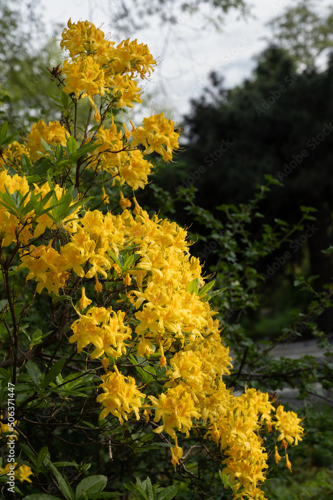 Naklejka premium Rhododendron Luteum Sweet Flowers In Bloom