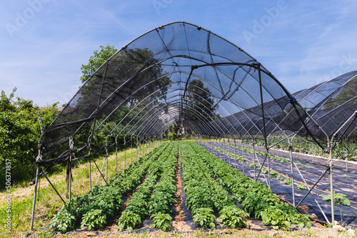 Greenhouse with net protection of vegetables on sunny day photo