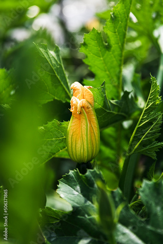 Organic courgette flower growing in greenhouse