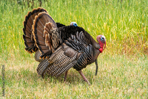 Wild turkeys (male) with tail feathers spread stands in a meadow.