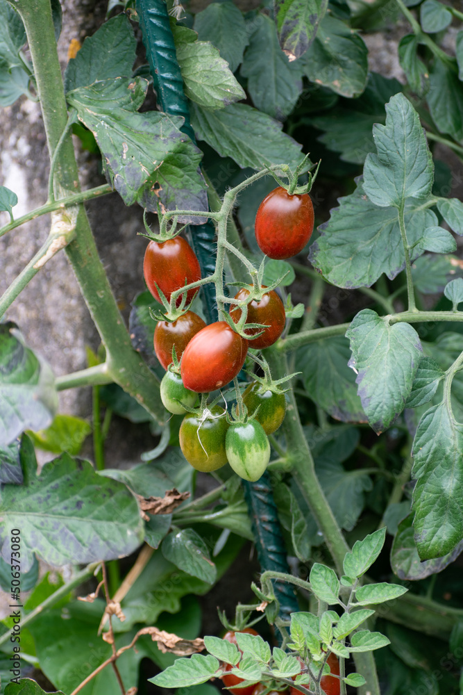 Red and green long cherry tomatoes growing on the plant Red and green long cherry tomatoes growing on the plant
