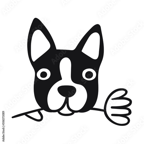 Face of Boston terrier with flower. Vector hand drawn illustration on white background.