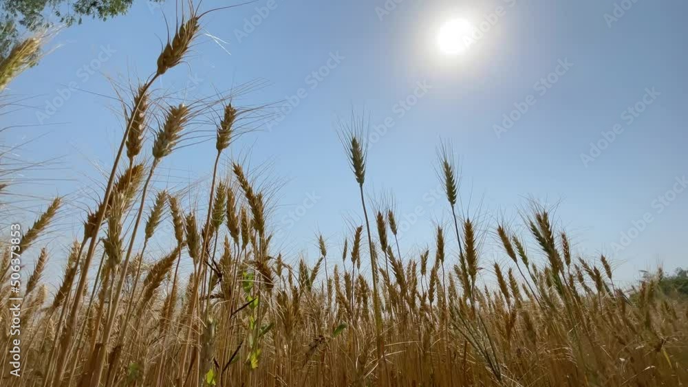 Ripening wheat field on summer day. Agriculture industry. Ripening wheat field on summer day. Agriculture industry.