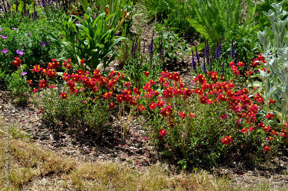 The dainty, finely-cut foliage adds texture and interesting contrast to surrounding perennials. With the ever-expanding color choices on the market, Coreopsis can be used in just about any garden 