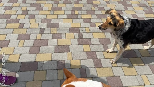 Master female gives basenji dog and mixed breed dog Chicken's leg  as delicatessen