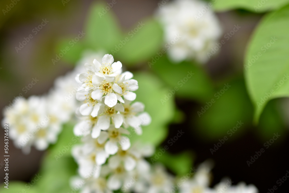 White flowers of the common chrem prúnus pádus or Bird cherry raceme White flowers of the common chrem prúnus pádus or Bird cherry raceme
