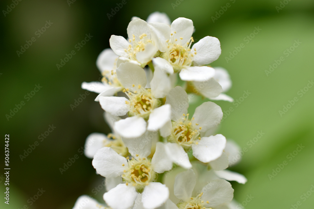 White flowers of the common chrem prúnus pádus or Bird cherry raceme