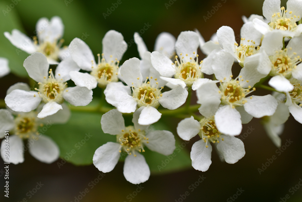 White flowers of the common chrem prúnus pádus or Bird cherry raceme White flowers of the common chrem prúnus pádus or Bird cherry raceme
