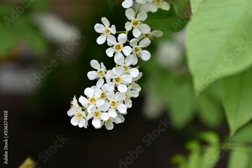 White flowers of the common chrem prúnus pádus or Bird cherry raceme