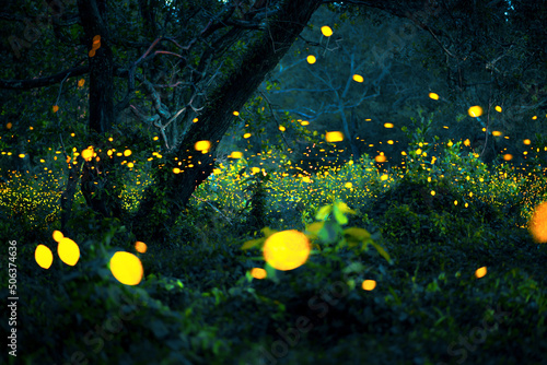 Add noise, film grain and add motion blur, selective focus. Firefly flying in the forest. Fireflies in the bush at night at Prachinburi, Thailand. Bokeh light of firefly flying in forest night time.  photo