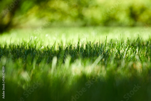 Beautiful nature background. Fresh grass scene and dew in morning time.