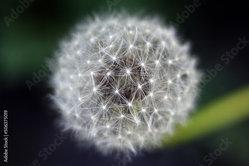 Macro photography of plants in sunny spring day.