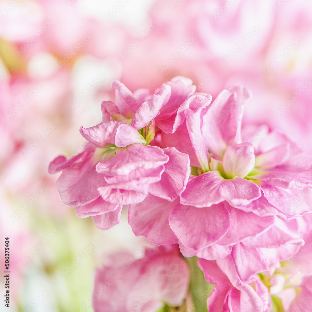 Close up of pink blooming flower petal at blurred floral background. Beautiful spring and summer nature. Front view. Close up of pink blooming flower petal at blurred floral background. Beautiful spring and summer nature. Front view.