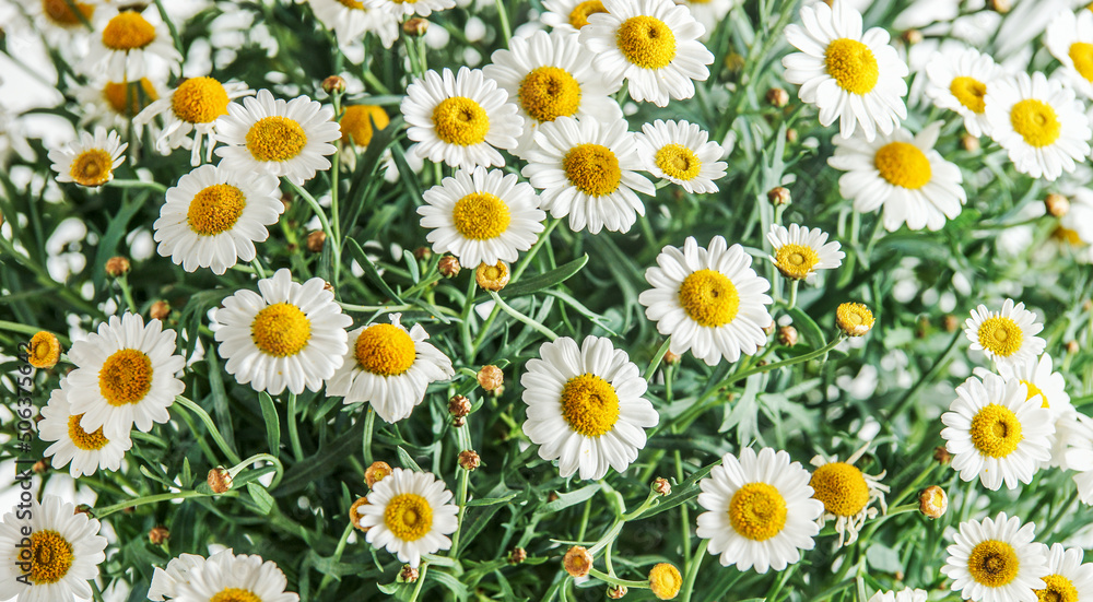 Close up of daisies flowers background with white petals. Spring and summer floral backdrop. Top view. Close up of daisies flowers background with white petals. Spring and summer floral backdrop. Top view.