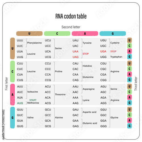 Print op canvas RNA codon table vector