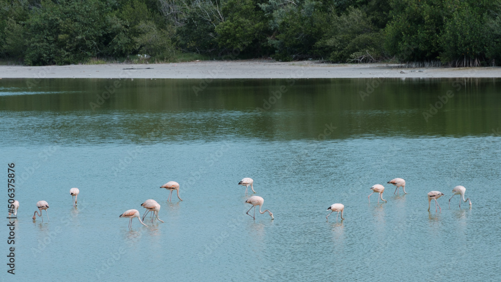 Flamingos at Rio Lagartos, feeding in the mangrove 