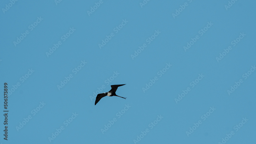 Black bird flying into the blue sky, Mexico