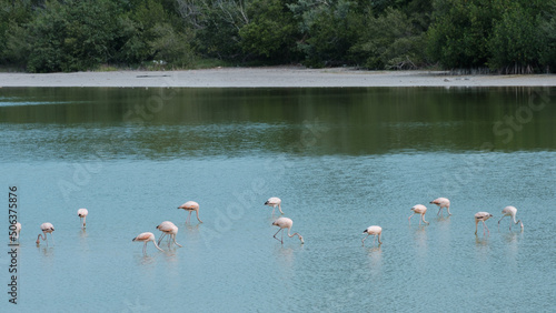 Flamingos at Rio Lagartos, feeding in the mangrove  photo