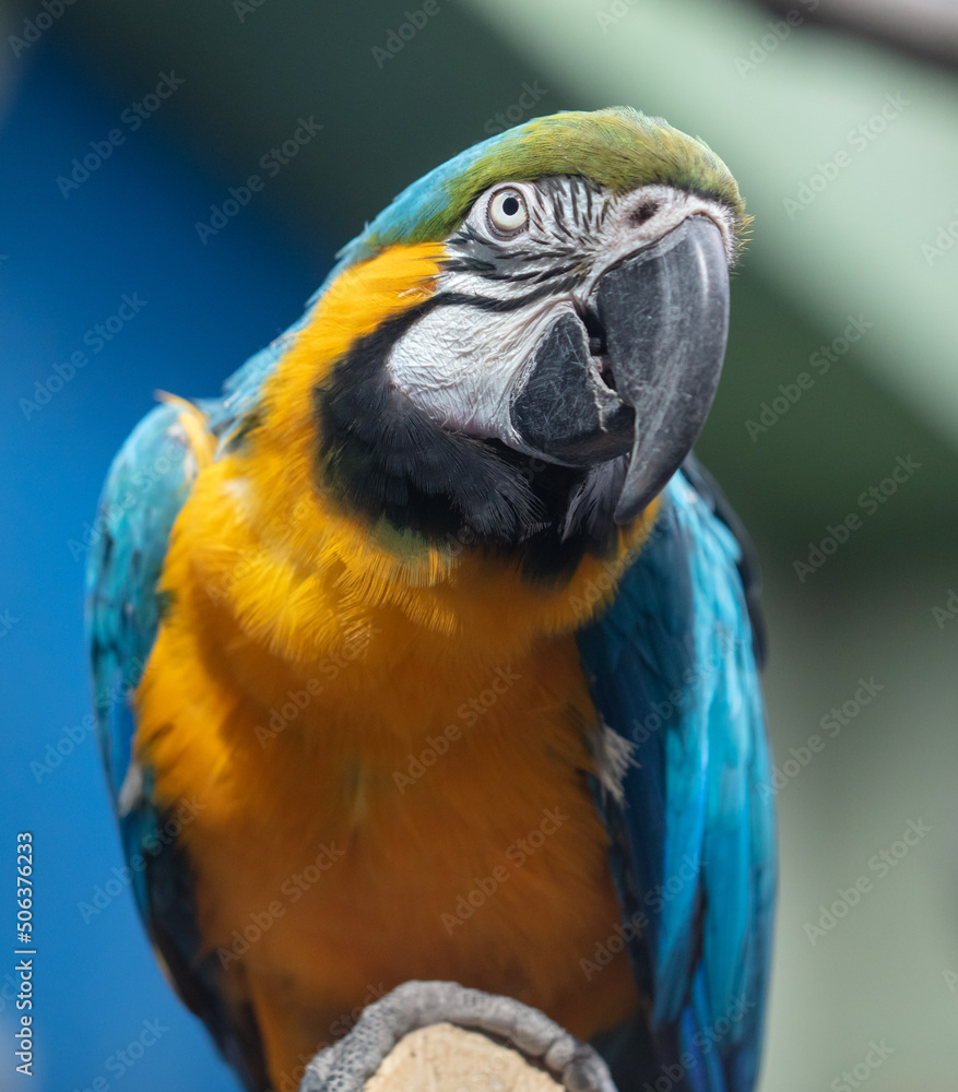 Portrait of a parrot bird