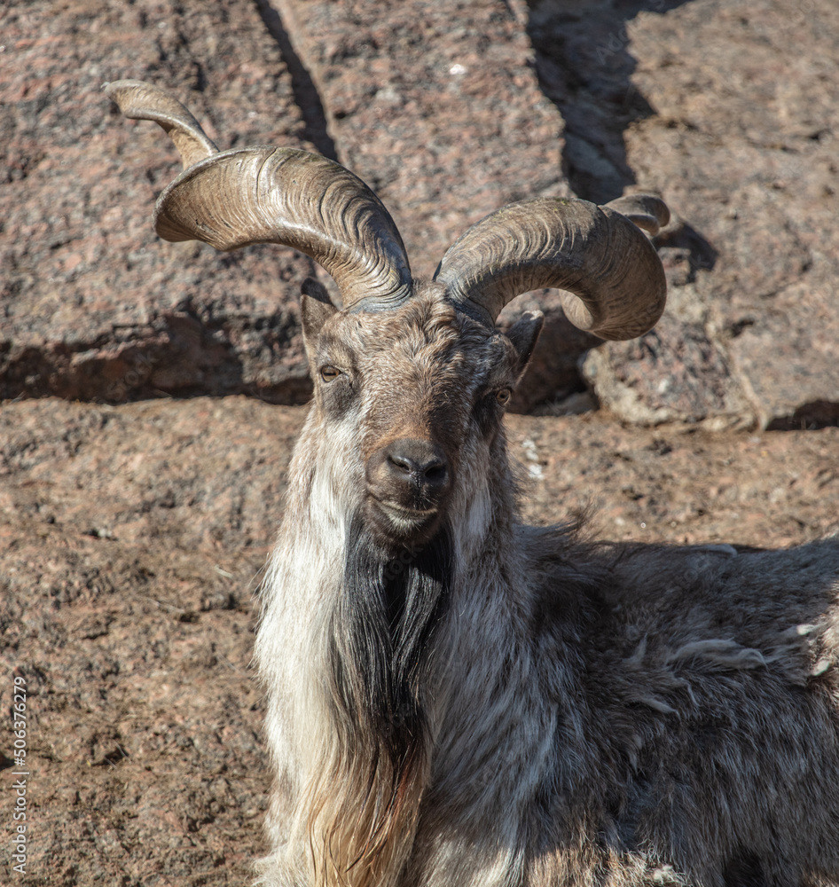 Mountain goat portrait in nature. Mountain goat portrait in nature.